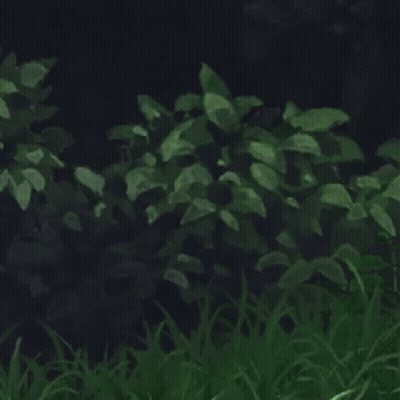 Ponytailed Elf-Eared Girl Standing In Grass At Night GIF
