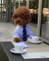 Poodle Dog Boston Tea Party GIF