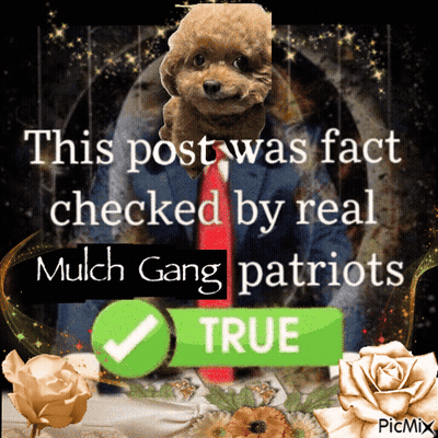 Poodle In Suit And Tie Fact Checked By Real Mulch Gang Patriots GIF