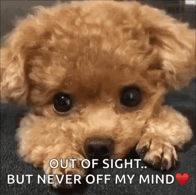 Poodle Puppy Out Of Sight Never Off My Mind GIF
