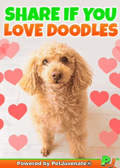 Poodle Saying Share If You Love Doodles GIF