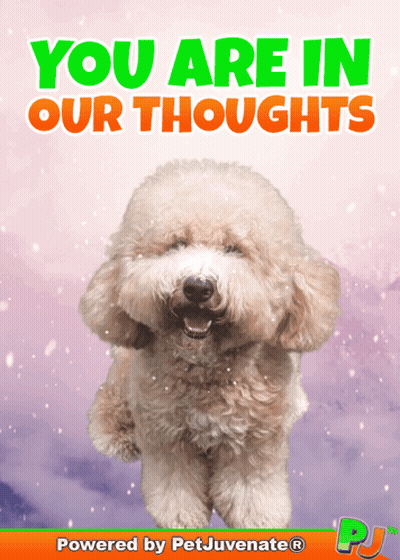 Poodle Saying You Are In Our Thoughts GIF