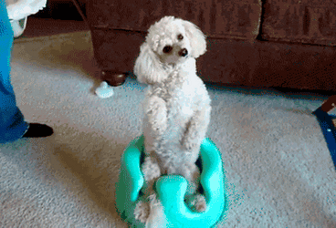 Poodle Sitting Turning Head GIF