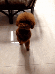 Poodle Standing Dance GIF