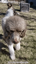 Poodle Walking Dog GIF