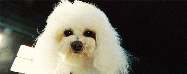 Poodle White Eye Blinking GIF
