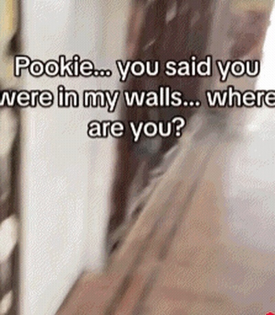 Pookie You Said You Were In My Walls Where Are You GIF