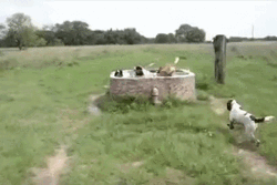 Pool Party Dog Swimming GIF