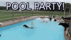 Pool Party Dogpool GIF