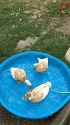 Pool Party Happy Ducks GIF
