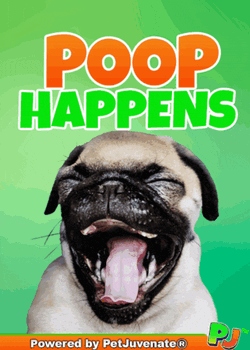 Poop Happens Stuff Happens Dont Worry Be Happy Yappy Petjuvenate Poop Dog Puppy Houstraining Dog Training Love Hugs Pj GIF