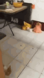 Poor Cat Chased By Mouse GIF
