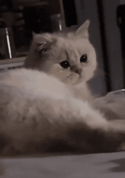 Poor Crying Cat GIF