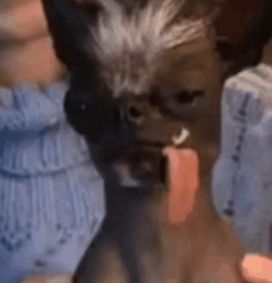 Poor Dog Shaking Ugly GIF