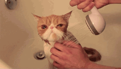 Poor Kitten Shower Time GIF