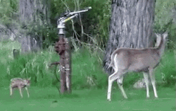 Poor Little Deer Injured GIF