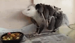 Poor Rat Not Enjoying Lunch Time  GIF