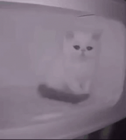 Poor White Sad Cat GIF