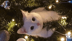 Pop Cat Christmas Meme