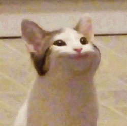 Pop Cat Meme GIF