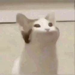 Popcat Meme Stream Gaming GIF