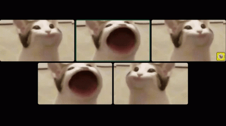 Popcat Zoom Meeting Meme GIF