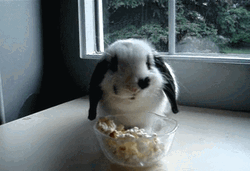 Popcorn Bowl Cute Bunny GIF