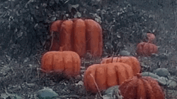 Poppin' Pumpkin Man Dance Spontaneously GIF
