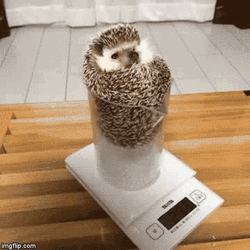 Porcupine Inside A Beaker GIF