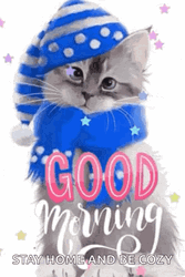 Posing Cat Cute Tuesday GIF