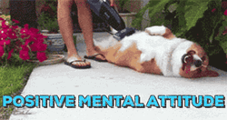 Positive Mental Attitude Chilling Dog GIF