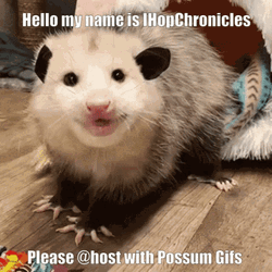 Possum GIF