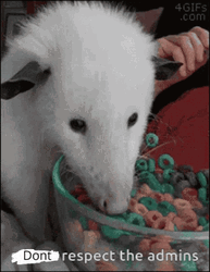Possum Eating Cereal GIF