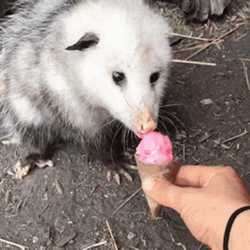 Possum Eating Ice Cream GIF