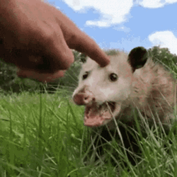 Possum Forehead Petting GIF