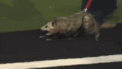 Possum Hiss GIF