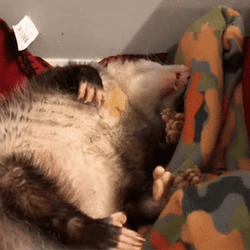 Possum Lying Down GIF