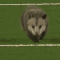Possum On A Running Field GIF
