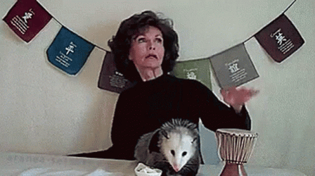 Possum On The Table GIF