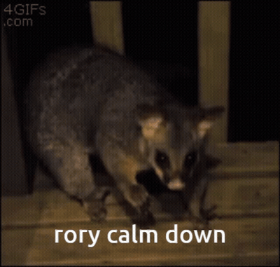 Possum Saying Rory Calm Down GIF