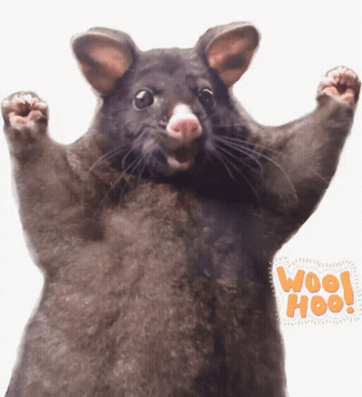 Possum Saying Wool Hoo GIF