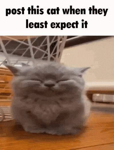 Post This Cat When Least Expecting GIF