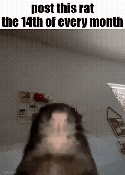 Post This Rat The 14Th Of Every Month GIF