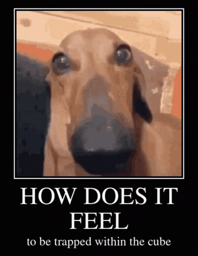 Poster Of Dog Saying How Does It Feel To Be Trapped Within The Cube GIF