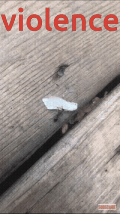 Poster Saying Violence With Moth GIF