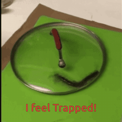 Pot Lid With Spoon Saying I Feel Trapped GIF