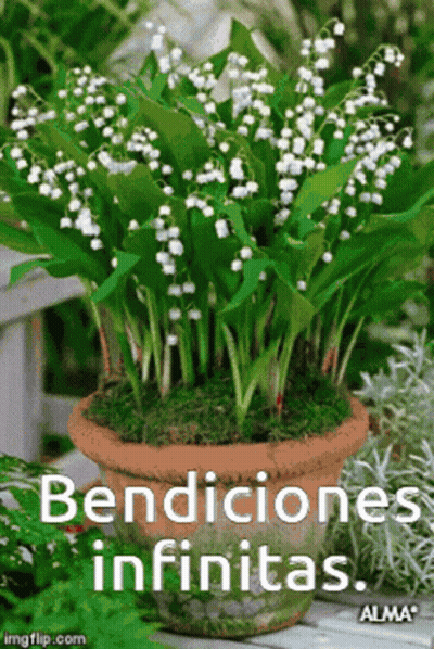 Potted Lily Of The Valley Says Bendiciones Infinitas GIF