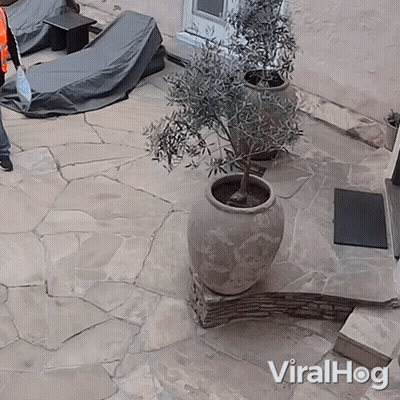 Potted Plant On Stone Patio Viralhog GIF