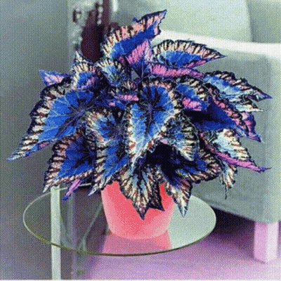 Potted Plant With Blue And Purple Leaves On Glass Table GIF