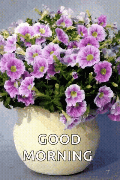 Potted Plant With Purple Flowers Good Morning GIF
